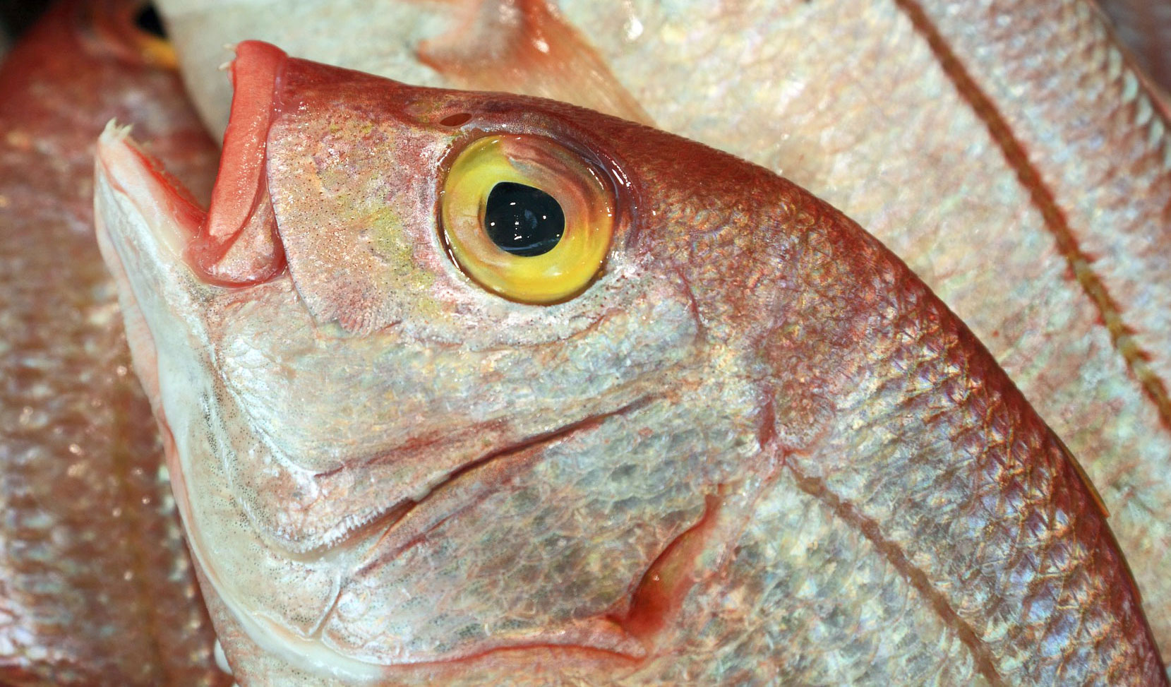 BLOG - Come riconoscere il pesce fresco | Michelittica.it ...